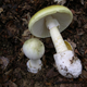 Amanita phalloides. Wikimedia Commons